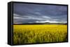 Canola Field in Morning Light in the Flathead Valley of Montana, USA-Chuck Haney-Framed Stretched Canvas