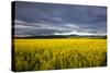Canola Field in Morning Light in the Flathead Valley of Montana, USA-Chuck Haney-Stretched Canvas