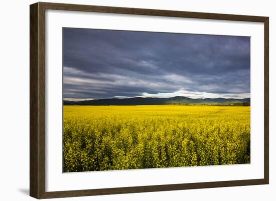 Canola Field in Morning Light in the Flathead Valley of Montana, USA-Chuck Haney-Framed Photographic Print