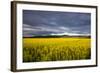 Canola Field in Morning Light in the Flathead Valley of Montana, USA-Chuck Haney-Framed Photographic Print