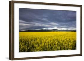 Canola Field in Morning Light in the Flathead Valley of Montana, USA-Chuck Haney-Framed Photographic Print