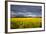 Canola Field in Morning Light in the Flathead Valley of Montana, USA-Chuck Haney-Framed Photographic Print