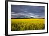 Canola Field in Morning Light in the Flathead Valley of Montana, USA-Chuck Haney-Framed Photographic Print