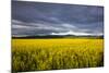 Canola Field in Morning Light in the Flathead Valley of Montana, USA-Chuck Haney-Mounted Photographic Print