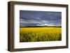 Canola Field in Morning Light in the Flathead Valley of Montana, USA-Chuck Haney-Framed Photographic Print