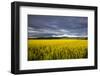 Canola Field in Morning Light in the Flathead Valley of Montana, USA-Chuck Haney-Framed Photographic Print