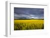 Canola Field in Morning Light in the Flathead Valley of Montana, USA-Chuck Haney-Framed Photographic Print