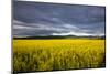 Canola Field in Morning Light in the Flathead Valley of Montana, USA-Chuck Haney-Mounted Photographic Print