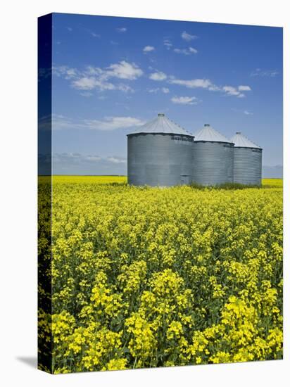 Canola Field in Saint Agathe, Winnipeg Region, Manitoba, Canada, North America-Richard Cummins-Stretched Canvas