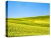 Canola field in Spring-Terry Eggers-Stretched Canvas