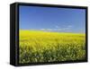 Canola Field Near Junee, New South Wales, Australia, Pacific-Jochen Schlenker-Framed Stretched Canvas