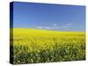 Canola Field Near Junee, New South Wales, Australia, Pacific-Jochen Schlenker-Stretched Canvas