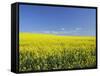 Canola Field Near Junee, New South Wales, Australia, Pacific-Jochen Schlenker-Framed Stretched Canvas