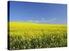 Canola Field Near Junee, New South Wales, Australia, Pacific-Jochen Schlenker-Stretched Canvas