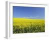 Canola Field Near Junee, New South Wales, Australia, Pacific-Jochen Schlenker-Framed Photographic Print