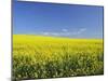 Canola Field Near Junee, New South Wales, Australia, Pacific-Jochen Schlenker-Mounted Photographic Print