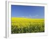 Canola Field Near Junee, New South Wales, Australia, Pacific-Jochen Schlenker-Framed Photographic Print