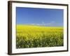 Canola Field Near Junee, New South Wales, Australia, Pacific-Jochen Schlenker-Framed Photographic Print