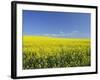 Canola Field Near Junee, New South Wales, Australia, Pacific-Jochen Schlenker-Framed Photographic Print