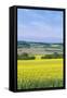 Canola Field-Rob Tilley-Framed Stretched Canvas