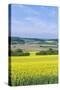 Canola Field-Rob Tilley-Stretched Canvas