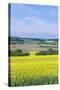 Canola Field-Rob Tilley-Stretched Canvas