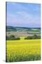 Canola Field-Rob Tilley-Stretched Canvas