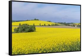 Canola Field-Rob Tilley-Framed Stretched Canvas