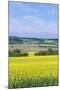 Canola Field-Rob Tilley-Mounted Photographic Print