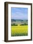 Canola Field-Rob Tilley-Framed Photographic Print