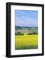 Canola Field-Rob Tilley-Framed Photographic Print