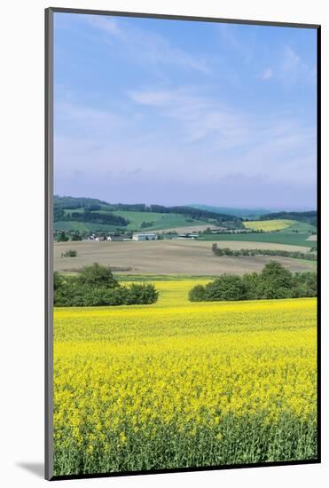 Canola Field-Rob Tilley-Mounted Photographic Print