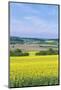 Canola Field-Rob Tilley-Mounted Photographic Print