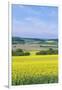 Canola Field-Rob Tilley-Framed Photographic Print