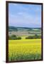 Canola Field-Rob Tilley-Framed Photographic Print