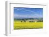 Canola Field-Rob Tilley-Framed Photographic Print