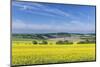 Canola Field-Rob Tilley-Mounted Photographic Print