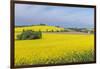 Canola Field-Rob Tilley-Framed Photographic Print