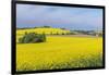 Canola Field-Rob Tilley-Framed Photographic Print