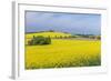 Canola Field-Rob Tilley-Framed Photographic Print