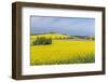 Canola Field-Rob Tilley-Framed Photographic Print