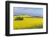 Canola Field-Rob Tilley-Framed Photographic Print