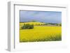 Canola Field-Rob Tilley-Framed Photographic Print