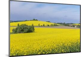 Canola Field-Rob Tilley-Mounted Photographic Print