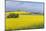 Canola Field-Rob Tilley-Mounted Photographic Print