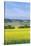 Canola Field-Rob Tilley-Stretched Canvas