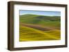 Canola Fields and Wheat, Palouse, Whitman County, Washington, USA-Charles Gurche-Framed Photographic Print