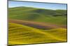 Canola Fields and Wheat, Palouse, Whitman County, Washington, USA-Charles Gurche-Mounted Photographic Print