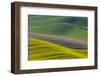 Canola Fields and Wheat, Palouse, Whitman County, Washington, USA-Charles Gurche-Framed Photographic Print