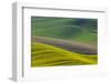 Canola Fields and Wheat, Palouse, Whitman County, Washington, USA-Charles Gurche-Framed Photographic Print